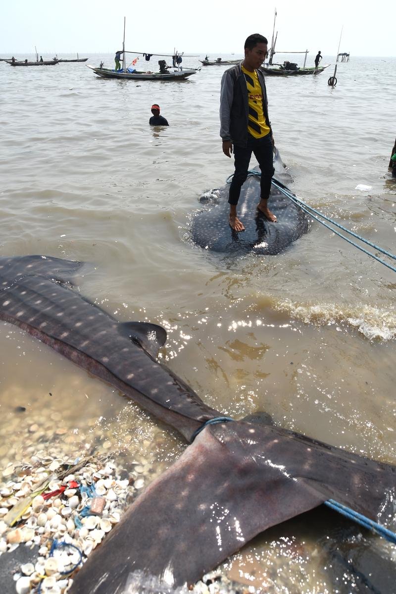 ENDONEZYADA AGLARA BALINA KOPEKBALIGI TAKILDI